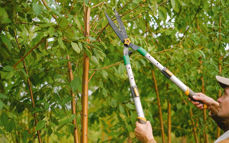 Tree trimming in Polaris, MT